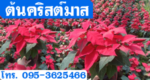 ต้นคริสต์มาส
