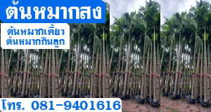 ต้นหมากสง ต้นหมากเคี้ยว  ต้นหมากกินลูก