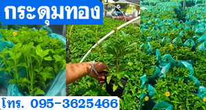 กระดุมทอง