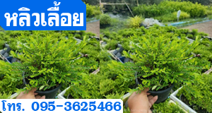 หลิวเลื้อย