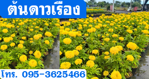 ต้นดาวเรือง