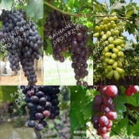 ต้นกล้า-กิ่งองุ่นไร้เมล็ด-มีเมล็ด