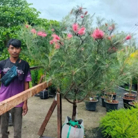 สนเกรวิลเลีย