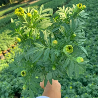 ต้นดาวเรือง ไม้ดอกทุกชนิด ราคาส่ง