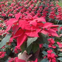 ต้นคริสต์มาส