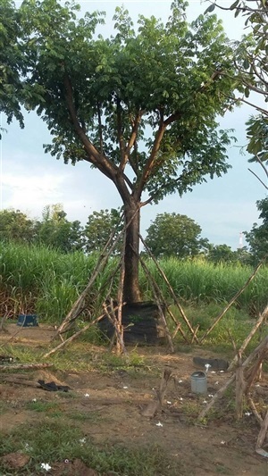 ขายต้นจามจุรี
