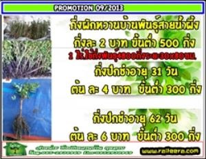 ผักหวานบ้านโปรโมชั่น เดือนกันยายน 2556