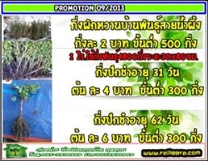 ผักหวานบ้านโปรโมชั่น เดือนกันยายน 2556