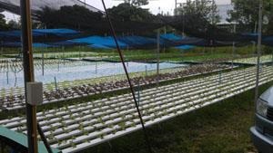 ขายระบบปลูกผัก Hydroponics ทั้งระบบ ราคาถูก