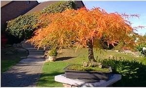 แนะนำไม้บอนไซ เมเปิลญี่ปุ่น ชนิดใบยาว  Lace Leaf, Japanese Maple, Acer palmatum dissectum