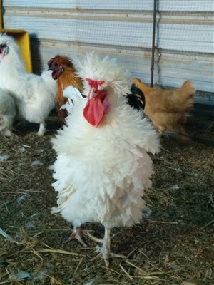 ขายไก่ดำแท้ สายพันธุ์ต่างๆ เช่น ไก่ดำภูพาน  มองโกเลีย เคยู ญี่ปุ่น