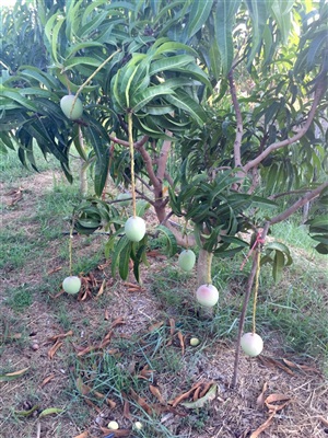 JCJ Mango พาชมสวนมะม่วงแบบปลูกชิด
