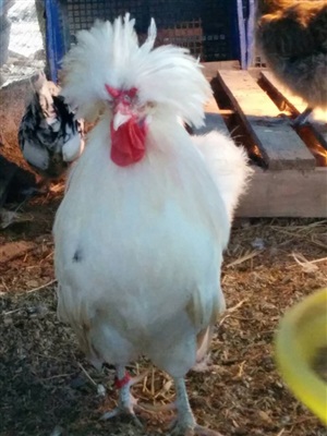 ขายไก่ดำแท้ สายพันธุ์ต่างๆ เช่น ไก่ดำภูพาน  มองโกเลีย เคยู ญี่ปุ่น