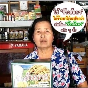 ข้าวล้นนา ฮอร์โมนข้าวแตกกอ ฮอร์โมน บำรุงข้าวเพิ่มผลผลิตในนาข้าว ใช้ดีบอกต่อค่ะ