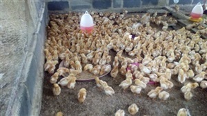 ขายลูกไก่ไข่ในจังหวัดระยองและภาคตะวันออก
