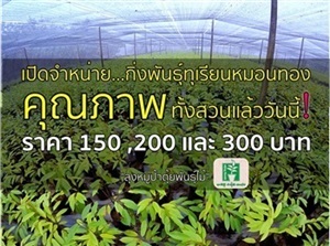 ทุเรียนหมอนทอง เปิดจำหน่าย