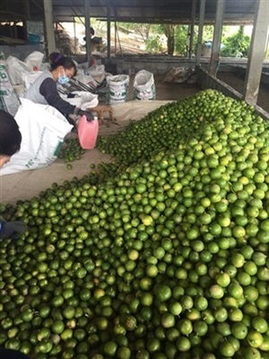 รับซื้อมะนาว พันธ์ุแป้นรำไพ ไร้เมล็ด(ตาฮิติ) ในเขตภาคเหนือ เน้นโทรติดต่อ 087-1783737 หรือ 081-7653566