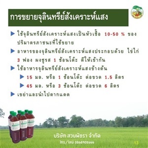 วิธีขยายจุลินทรีย์สังเคราะห์แสง