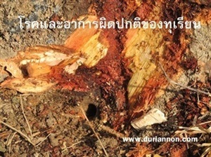 โรคและอาการผิดปกติของทุเรียน