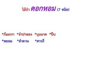 ไม้ป่าดอกหอม 