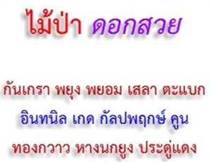 ไม้ป่าดอกสวย