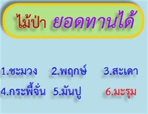 ไม้ป่ายอดทานได้