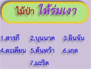 ไม้ป่าให้ร่มเงาได้ดี  ไม่ผลัดใบ 