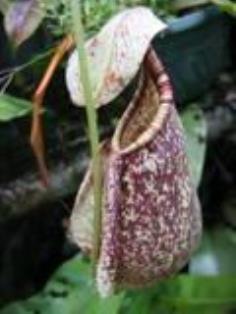 N.rafflesiana[penang]