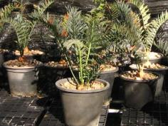 Encephalartos Horridus (2)