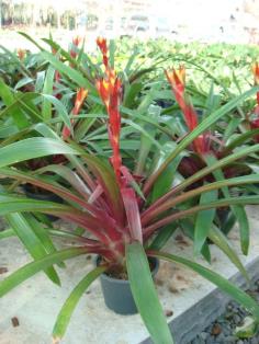 ทิวแลนเซีย หรือ สับปะรดสี (Bromeliads, Tillandsia) | ร้านไผ่เงินเจริญทรัพย์ -  นครนายก