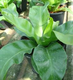 เฟิร์นข้าหลวง (Bird s nest fern)