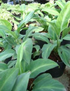 เดหลีแคระ หรือ กวักเงินกวักทอง (Spathiphyllum sp.) | ร้านไผ่เงินเจริญทรัพย์ -  นครนายก