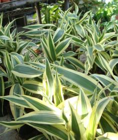 กวนอิมเงิน (หวายด่างหรืออ้อลาย, Ribbon plants)