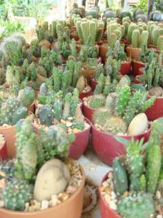 สวนถาดตะบองเพชร (cactus)