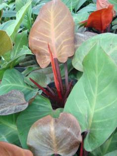 เชอร์รี่เรด (Philodendron Cherry red)