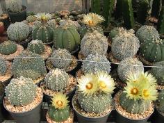 Astrophytum asterias 