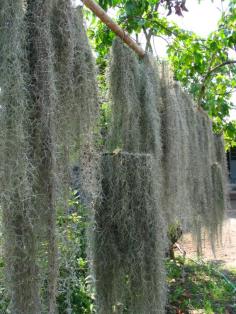 เคราฤาษี Spanish Moss  | สวนคุณน้อย - สารภี เชียงใหม่