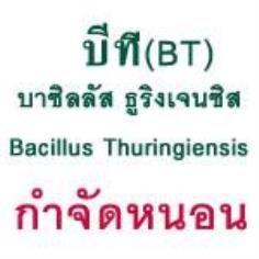 บีที80  บาซิลลัส ทูริงเยนซิส  กำจัดหนอนกระทู้หอม หนอนหลอดหอม