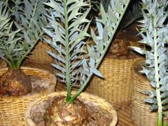 Encephalartos Horridus