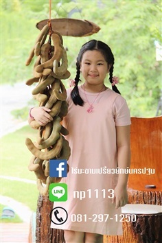 มะขามเปรี้ยวยักษ์ | ploynp - เมืองนครปฐม นครปฐม