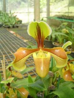 กล้วยไม้รองเท้านารีอิทนนท์ (Paph.villosum)