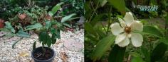 Magnolia maudiae (จำปีออสเตรเลีย)