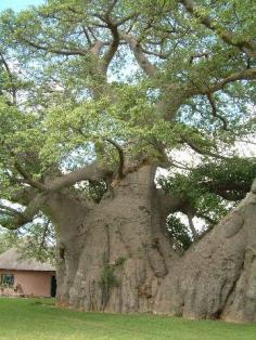 ต้นกล้าเบาบับ ต้นไม้ยักษ์แห่งอาฟริกา