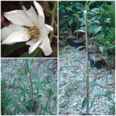 Magnolia compressa (จำปีหนู)
