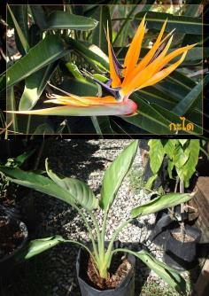 เบิร์ดออฟพาราไดซ์ (Strelitzia reginae)