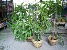 1)ต้นมะม่วงเขียวเสวย  2)ต้นมะม่วงมันขุนศรี 3)ต้นมะม่วงน้ำดอกไม้