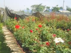 กุหลาบ