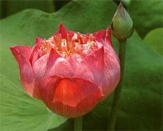บัวฉัตรสีแดง