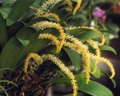 สิงโตปัตตานี/bulbophyllum apodum