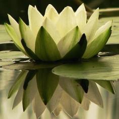 Thai Water lilly